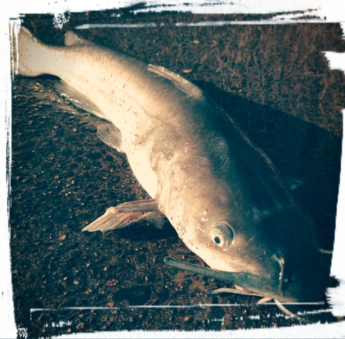 アメリカナマズの釣果