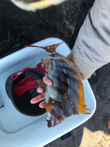 タカノハダイの釣果