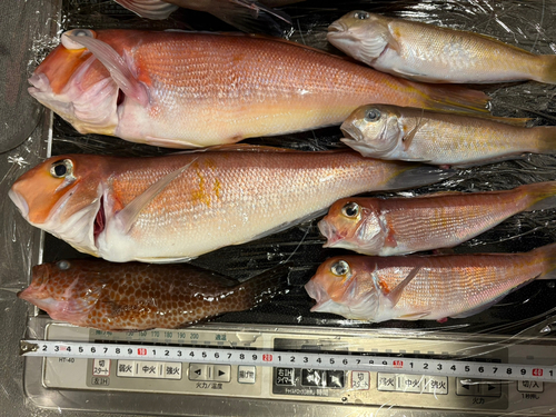 アマダイの釣果