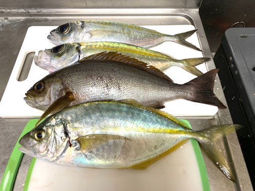 シマアジの釣果