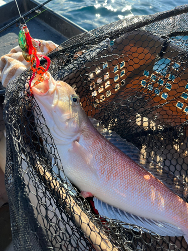 シロアマダイの釣果