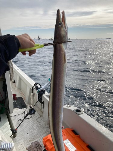 ハモの釣果