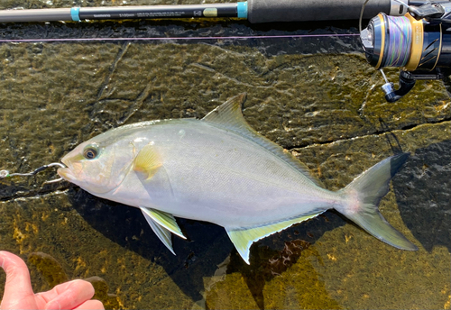 カンパチの釣果