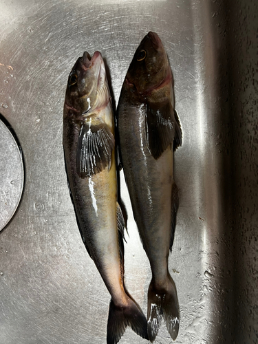 ホッケの釣果