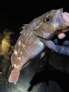 エゾメバルの釣果