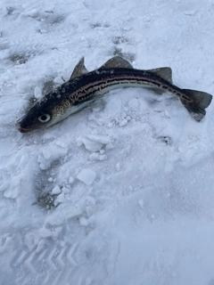 スケトウダラの釣果