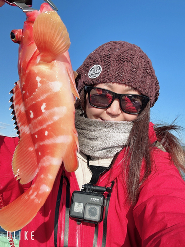 アカハタの釣果