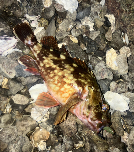 カサゴの釣果