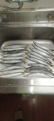 カマスの釣果