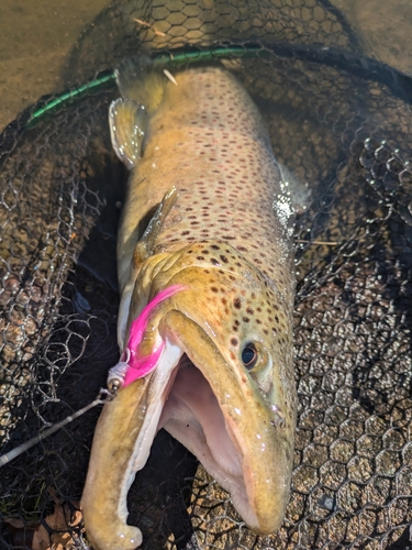 ブラウントラウトの釣果