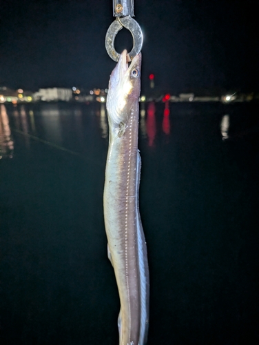 アナゴの釣果