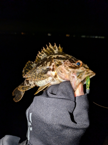 タケノコメバルの釣果