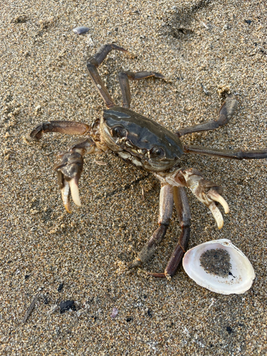 ワタリガニの釣果