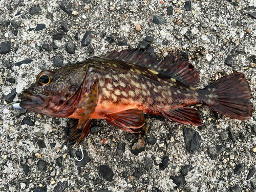 カサゴの釣果