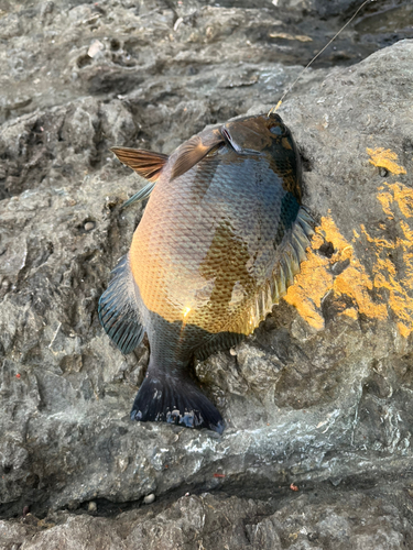 メジナの釣果