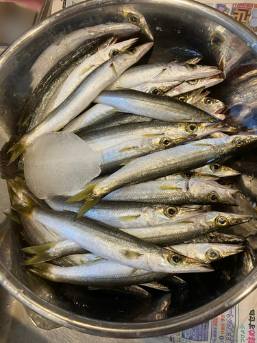 アカカマスの釣果