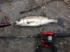 スズキの釣果