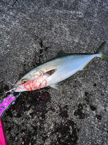 ハマチの釣果