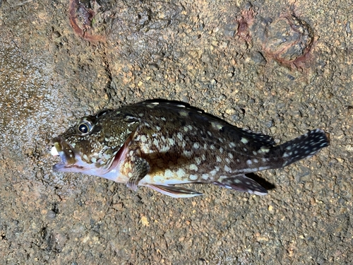 ガシラの釣果