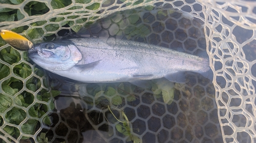 ニジマスの釣果