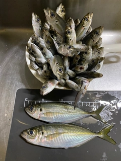 アジの釣果