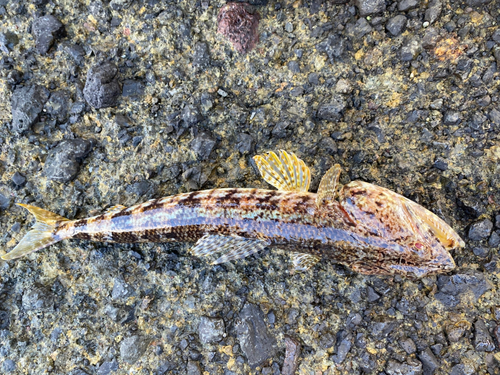 エソの釣果