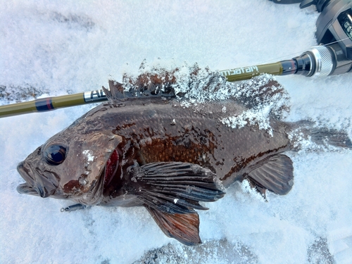 ガヤの釣果