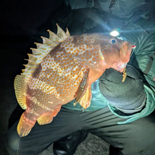 アコウの釣果