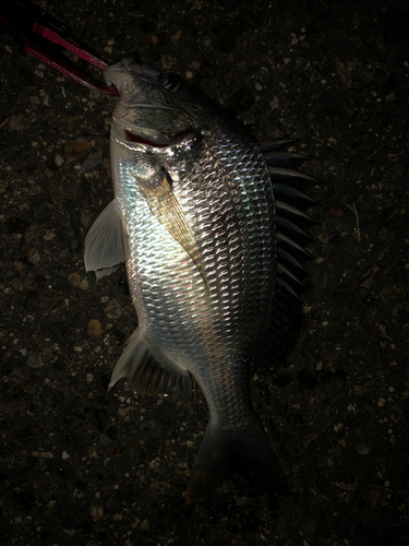 キビレの釣果