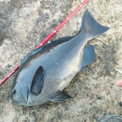 メジナの釣果