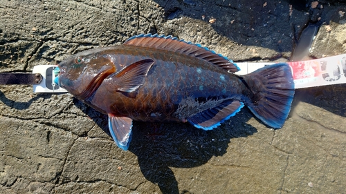 アオブダイの釣果