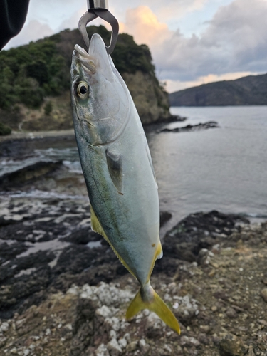 ツバスの釣果