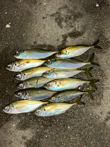 アジの釣果