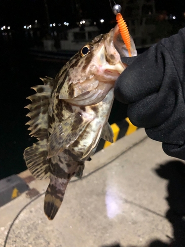 タケノコメバルの釣果