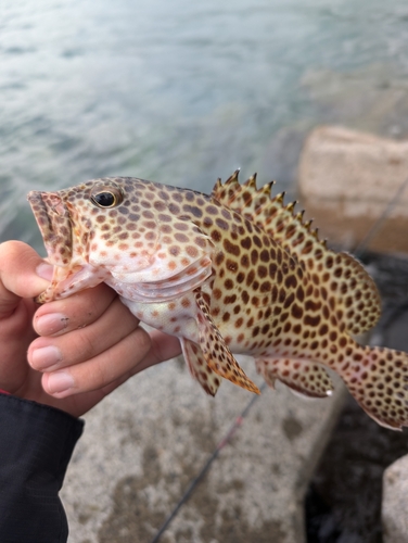 イシミーバイの釣果