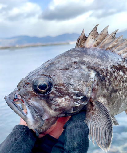 クロソイの釣果