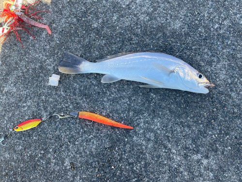 ニベの釣果