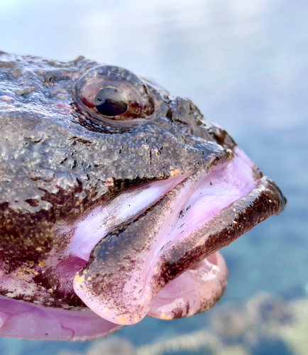 ギスカジカの釣果