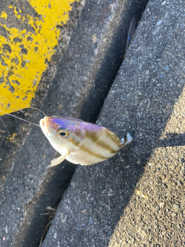 コトヒキの釣果