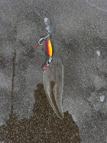 シタビラメの釣果