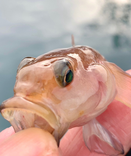 リュウグウハゼの釣果