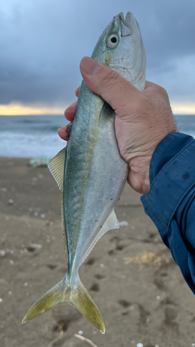 フクラギの釣果