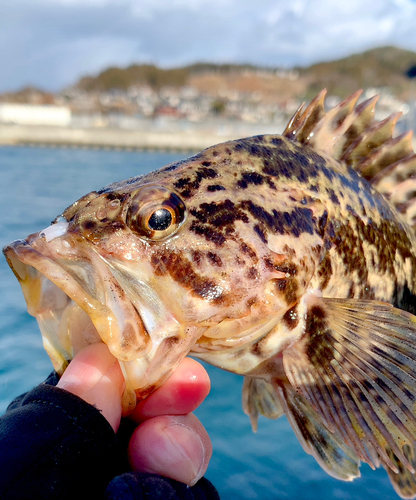 ベッコウゾイの釣果