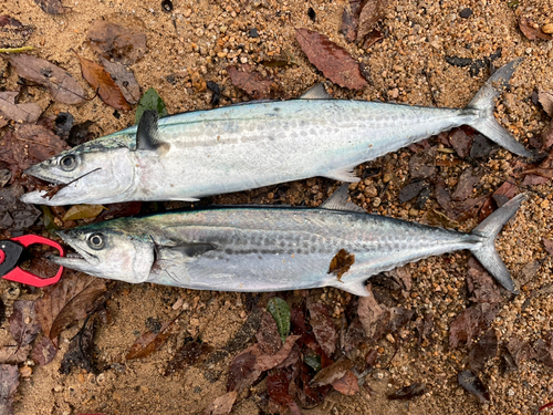 サゴシの釣果