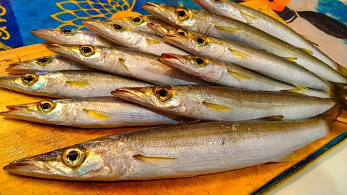 カマスの釣果