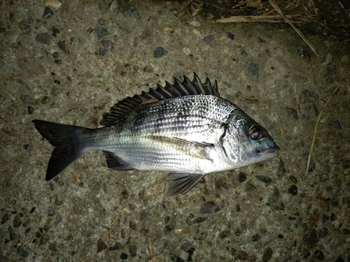 チヌの釣果