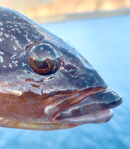 アイナメの釣果