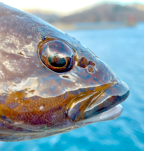 アイナメの釣果