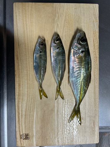 アジの釣果