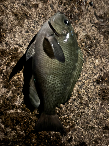 メジナの釣果